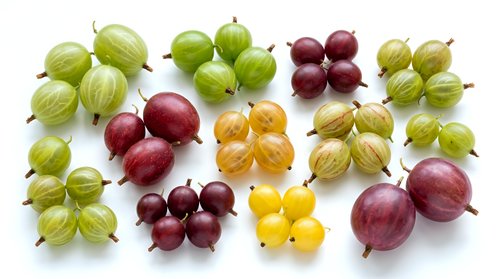 Assorted gooseberries and currants in green, red, and yellow varieties arranged on white background, isolated for culinary and food design projects.