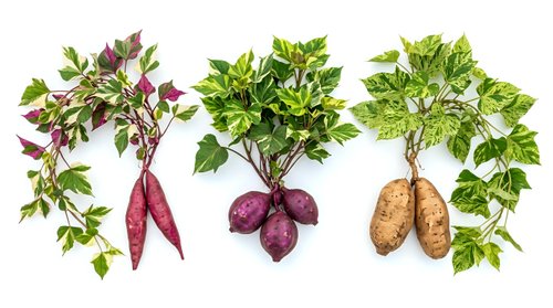 Fresh organic sweet potato plants with colorful tubers and green foliage isolated on white background for agricultural and gardening designs.