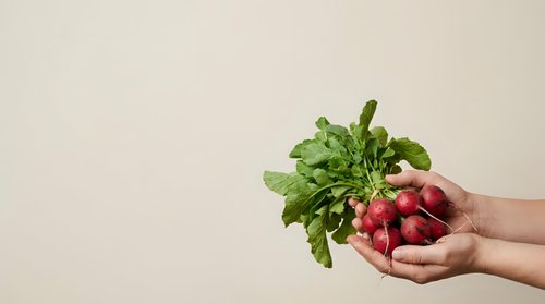 Fresh organic radishes with green leafy tops held in open hands against neutral background, suitable for healthy eating, farm produce, and nutrition marketing materials.