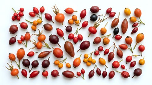 Autumn rosehip berries collection with colorful leaves scattered on white background. Natural seasonal harvest display for herbal medicine and wellness.