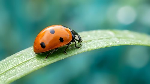 Orange ladybug with black spots crawling on green leaf with water droplets in soft focus natural garden environment for nature and wildlife concepts.