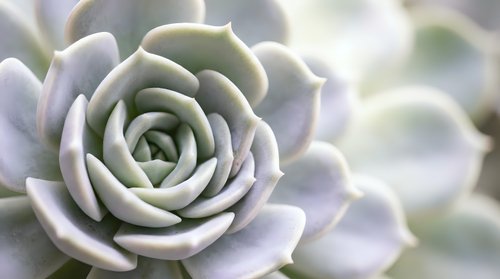 Soft pastel succulent plant with delicate rosette formation and gentle lighting creating peaceful botanical atmosphere for wellness and nature themes.