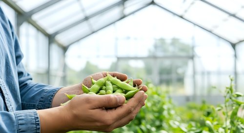 Farmer holding fresh green peas in hands inside greenhouse with growing plants in background, sustainable agriculture and organic farming concept.