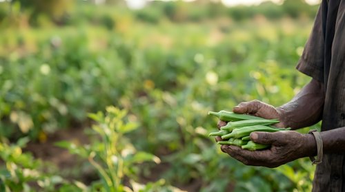 Farmer holding fresh green beans in hands over vegetable garden field during harvest season for agriculture and farming concepts.