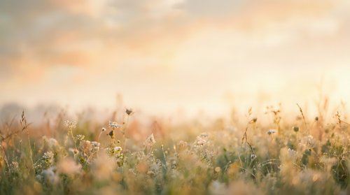 Wildflower meadow with delicate blooms and seed heads in soft morning light, suitable for nature backgrounds and editorial design projects.