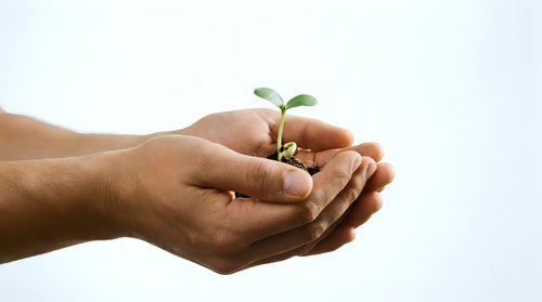 Hands gently holding small green plant seedling with soil, symbolizing growth, care and environmental protection against clean white background.