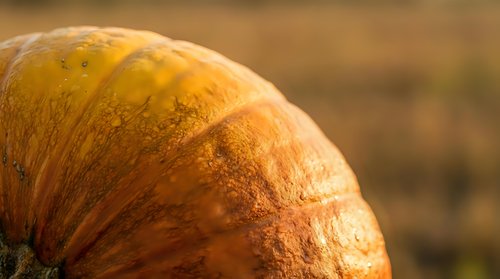 Fresh baked bread loaf with golden crust in warm sunlight. Artisan bakery product with textured surface for food photography and culinary designs.