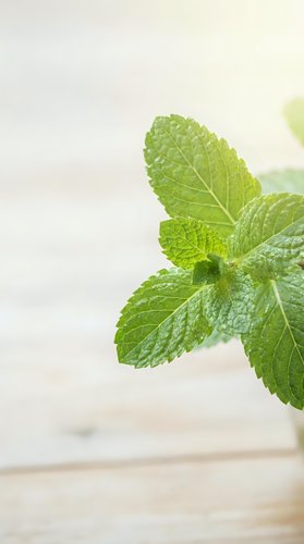 Fresh green mint leaves with detailed texture on soft neutral background for culinary and wellness designs.