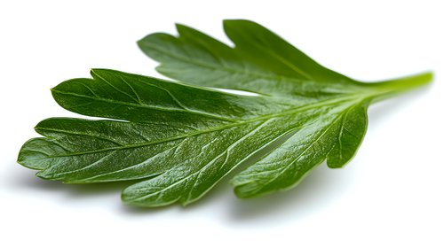 Fresh green parsley leaf with detailed texture and veins on white background, macro shot showing natural organic herb structure. For food and cooking designs.