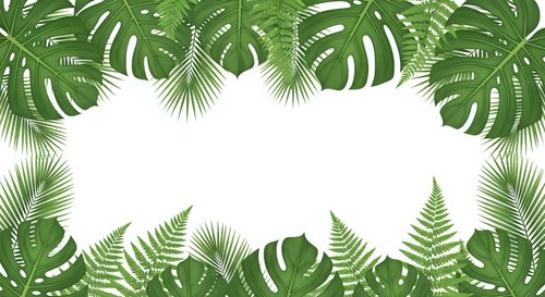 Tropical leaves frame with monstera and palm fronds creating natural border on white background for summer design projects and botanical themes.