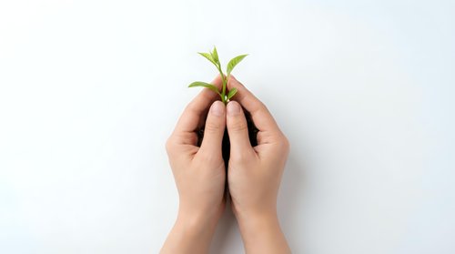 Hands gently holding small green plant sprout symbolizing growth, care, environmental protection and new life on clean white background.