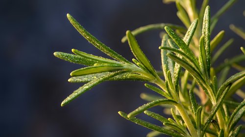 Closeup of fresh rosemary sprigs with water droplets on green needle-like leaves against dark background. Suitable for culinary, wellness, and botanical content.