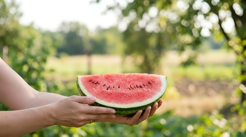 Hand holding fresh watermelon slice outdoors in summer garden. Ripe red fruit with seeds displayed against blurred green field background for harvest and agriculture themes.