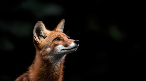 Red fox portrait against dark background shows alert expression and distinctive pointed ears. Close-up wildlife photography captures natural hunting posture and facial features.