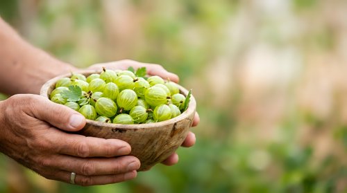 Farmer holding fresh green grapes in wooden bowl outdoors, harvest time agriculture concept for farming, food production, and organic produce marketing.