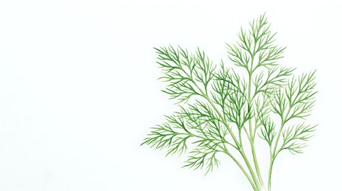 Fresh green dill herb sprigs with delicate feathery leaves isolated on white background for culinary design and cooking projects.