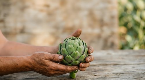 Fresh green artichoke held in hand on rustic wooden surface, suitable for food, cooking, agriculture, and healthy eating content.
