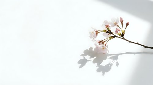 Delicate cherry blossom branch with soft pink flowers casting gentle shadow on clean white background for spring design projects.