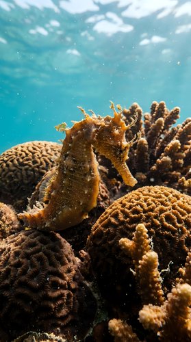 Seahorse swimming among vibrant coral reef formations in crystal clear tropical ocean waters with sunlight filtering through surface.