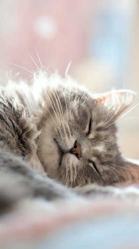 Fluffy gray tabby cat sleeping peacefully on a soft blanket, close-up portrait with dreamy bokeh background in pastel tones.