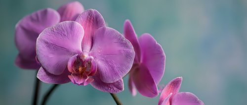 Purple orchid flowers blooming on stem against soft blurred background. Elegant tropical houseplant for interior decoration and botanical photography.