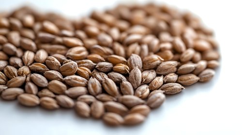 Fresh barley grains scattered on white surface in macro view, showing natural texture and pattern of whole cereal kernels for healthy eating concept.