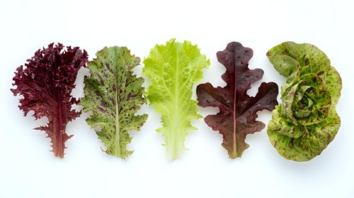 Five fresh lettuce leaves of different varieties arranged in a row on white background, showcasing red, green, and mixed colors for food design.