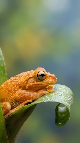 Small orange frog sitting on green leaf with water droplets in natural habitat with soft bokeh background for wildlife and nature projects.