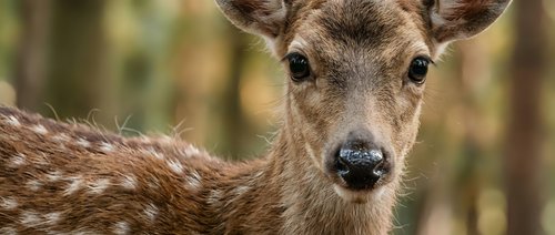Young spotted deer portrait with gentle expression in natural forest habitat for wildlife photography and nature documentation.