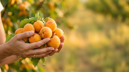 Farmer holding fresh ripe apricots in hands with orchard garden background, harvest season agriculture and organic fruit production concept.