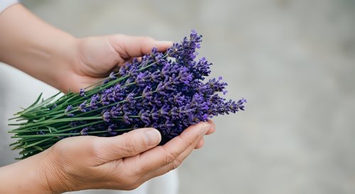 Hands holding fresh purple lavender bunch with green stems against neutral background, suitable for wellness, aromatherapy, gardening, and botanical content.
