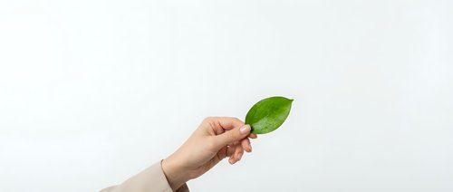 Hand holding fresh green leaf against clean white background symbolizing growth, sustainability and environmental awareness for eco-friendly concepts.