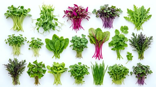 Fresh microgreens and herbs collection isolated on white background for healthy cooking and culinary design projects.