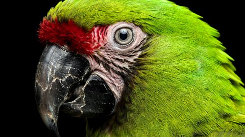 Green macaw parrot head close-up with vibrant red facial feathers and detailed eye against black background for wildlife photography and nature designs.