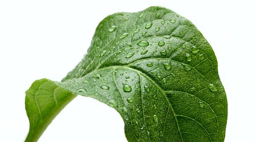 Fresh green leaf with water droplets isolated on white background, suitable for nature, botanical, and environmental design projects.