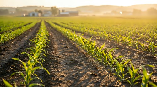 Young corn seedlings growing in organized rows across fertile farmland during golden hour sunrise creating agricultural landscape.