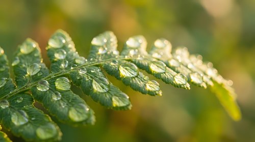 Fresh green fern leaf with morning dew drops in soft natural light creating peaceful botanical background for wellness and nature concepts.