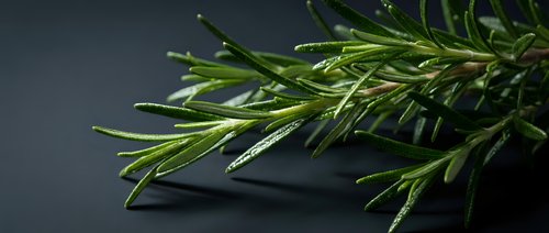 Fresh rosemary sprigs with water droplets on dark surface, ideal for culinary, food styling, and wellness content.