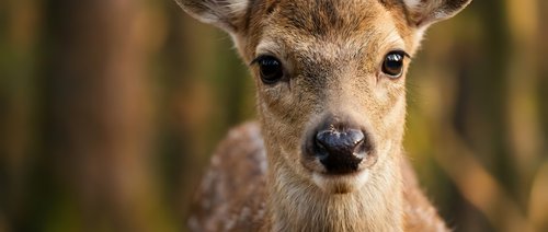 Young deer fawn portrait with soft brown fur and alert expression in natural forest habitat for wildlife photography and nature conservation projects.