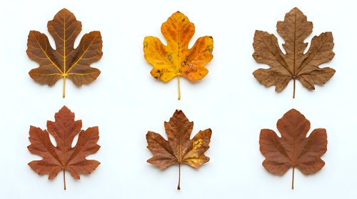 Collection of six autumn maple leaves in various brown and orange shades isolated on white background for seasonal design projects and fall decorations.