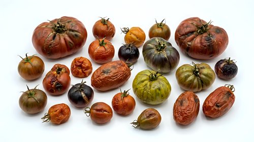 Assorted heirloom tomatoes in various colors and sizes arranged on white background. Fresh organic vegetables for cooking and healthy eating.