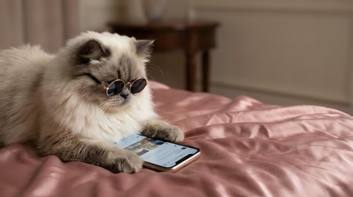 Fluffy white cat wearing sunglasses lying on pink bedding while looking at smartphone, humorous pet technology concept for advertising and lifestyle content.