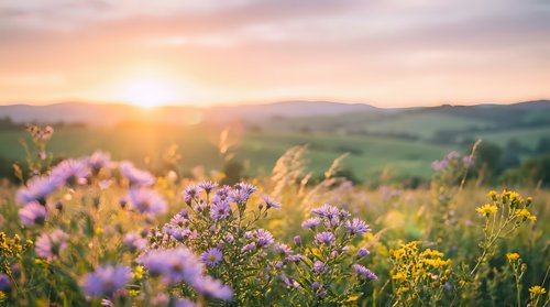 Wildflowers bloom in golden sunset light across rolling countryside meadow with purple and yellow blossoms creating peaceful natural landscape scene.