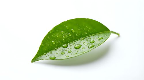 Isolated green leaf with water droplets on white background, ready for design use on various projects.