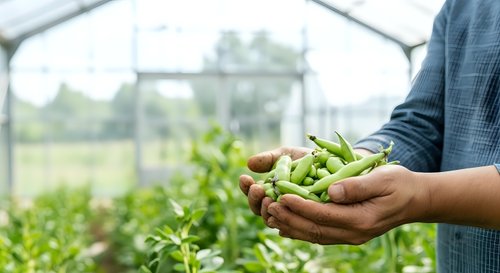 Farmer holding fresh green beans in hands with greenhouse in background, agricultural harvest and organic farming concept.