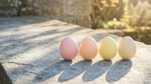 Four pastel colored eggs in pink yellow and cream tones arranged in row on rustic wooden surface with warm sunlight creating soft shadows for Easter spring decor.