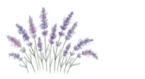 Lavender flowers bunch with purple blooms and green stems isolated on white background for aromatherapy spa wellness design projects.