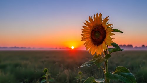 Single sunflower blooming in field during golden hour sunset with warm orange sky and soft natural lighting for agriculture and nature themes.