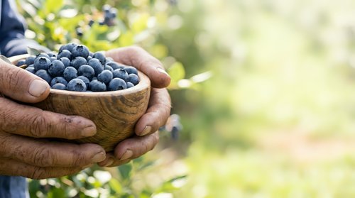 Farmer holding wooden bowl filled with fresh blueberries in orchard garden, harvesting ripe berries for organic produce and agriculture business.