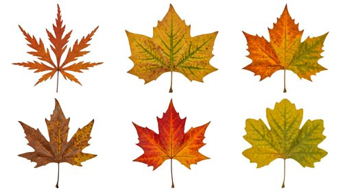 Autumn maple leaves collection in vibrant fall colors isolated on white background for seasonal design projects and nature graphics.